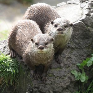 two_otters